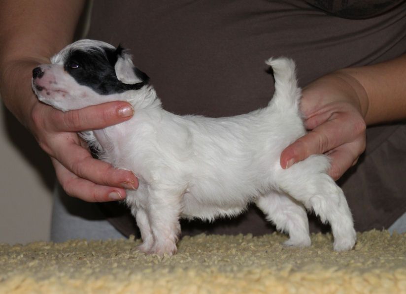 Joyway's Wicked Game