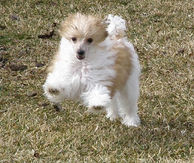 Altair's Goodnight Moon