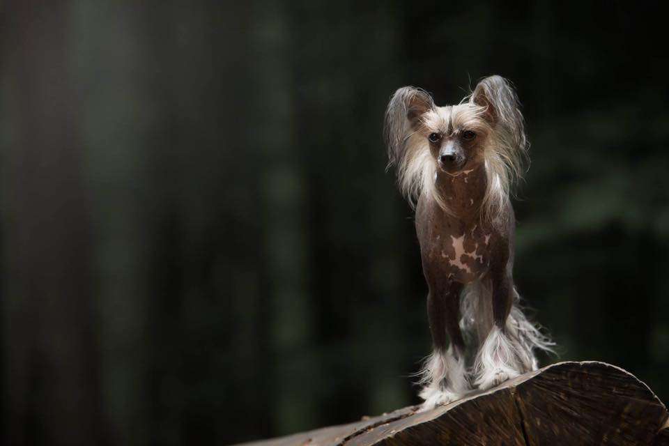 Little Painted Lady Of Gizzy's Home