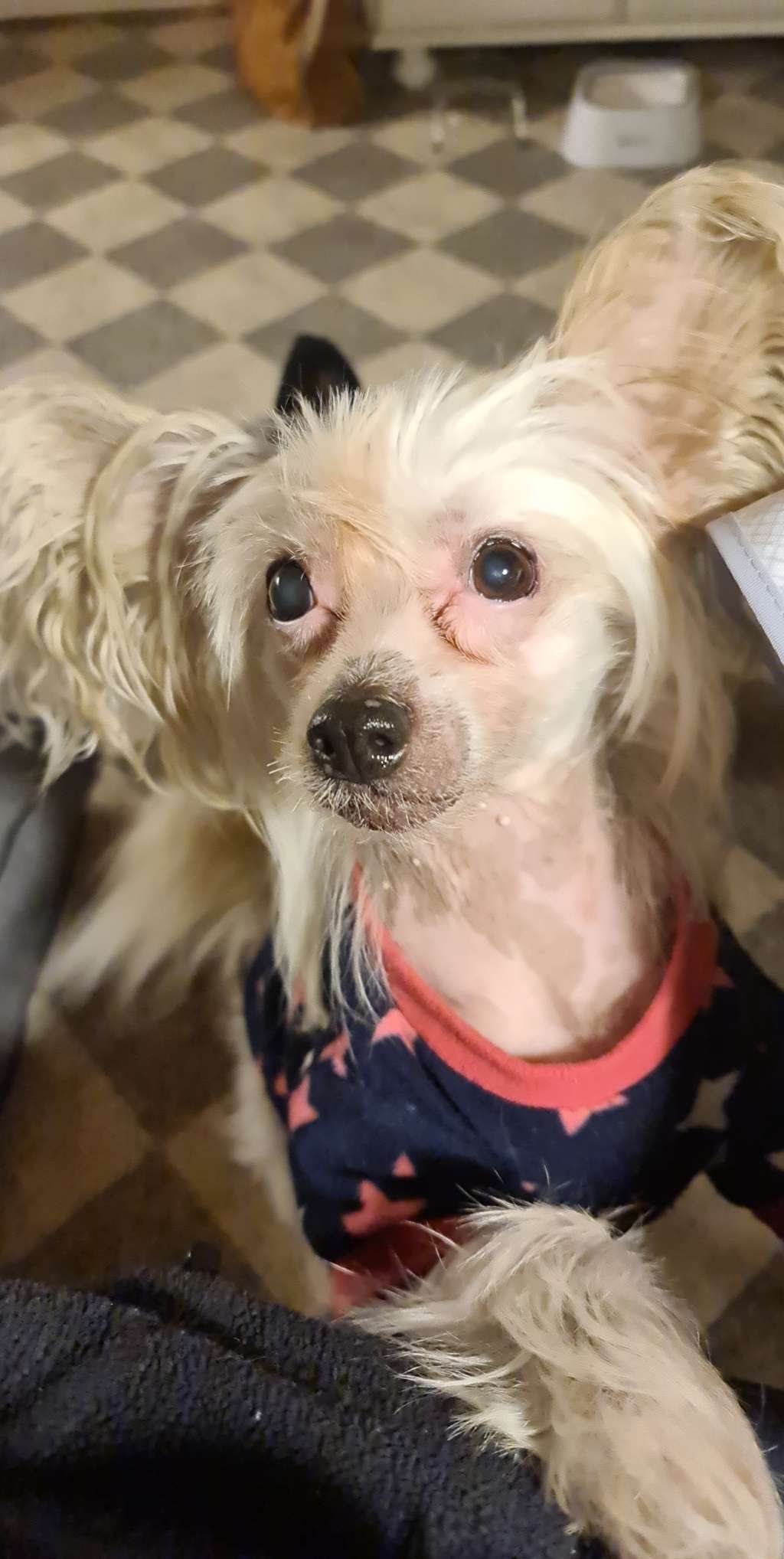 Blancmange Only Salsa