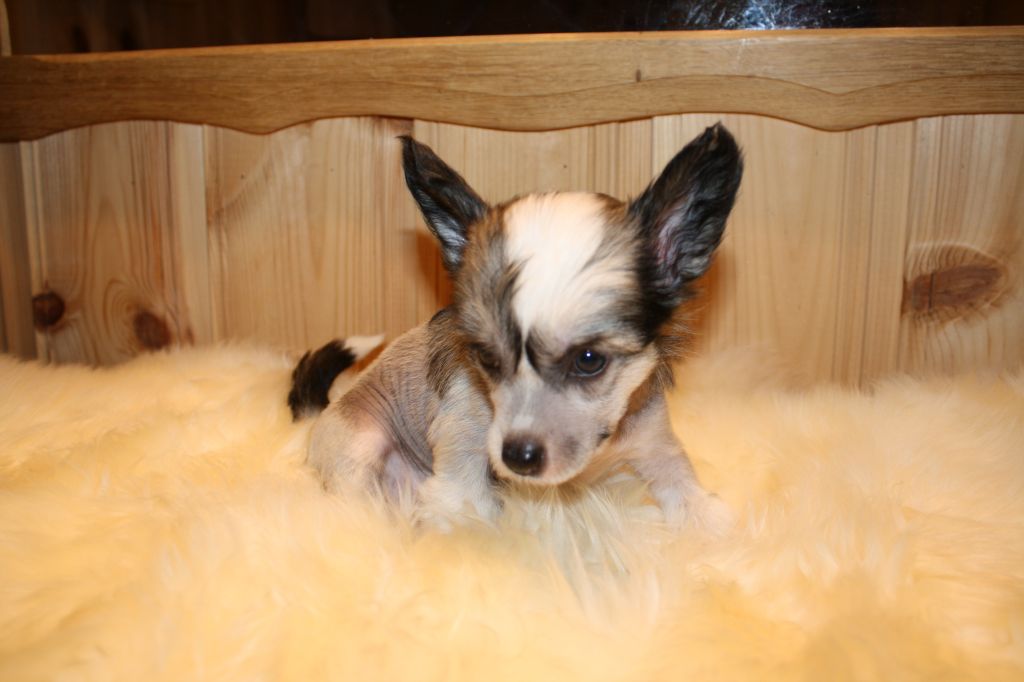 Amcockgarden's Faithful Florenzo