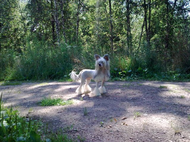 Dejavu Fatal Beyonce