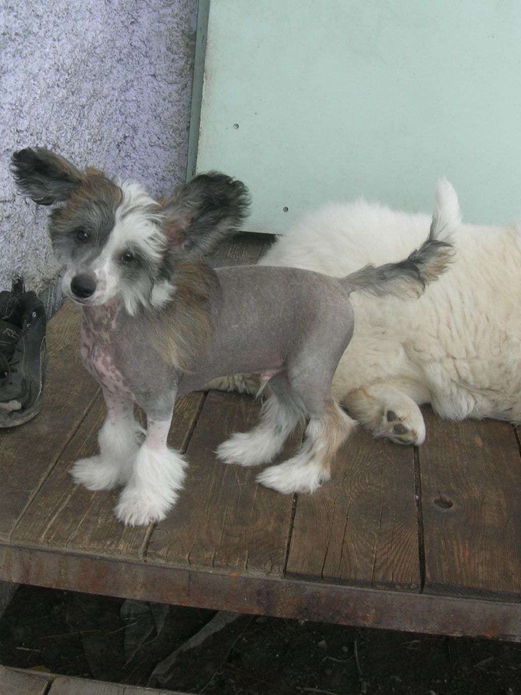 Rovanni Dgokattolo Simpli Red