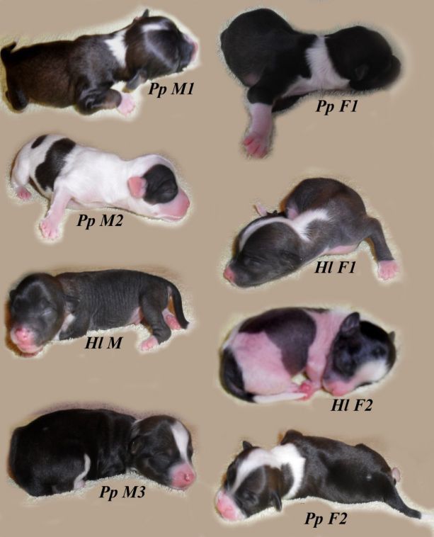 Archie de Southerland