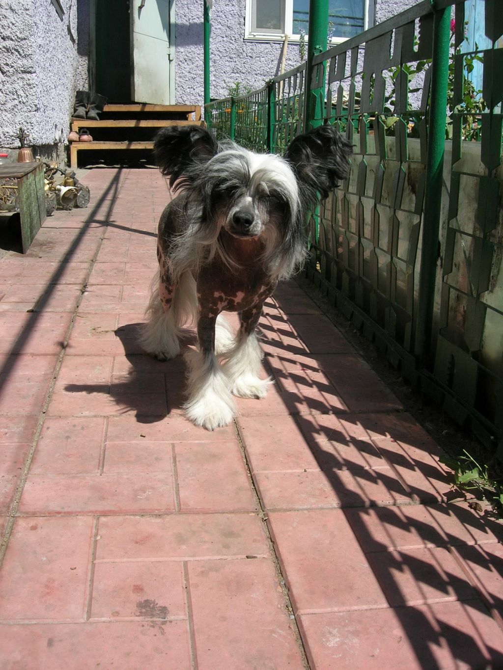 Rovanni Dgokattolo Rikki Poveri