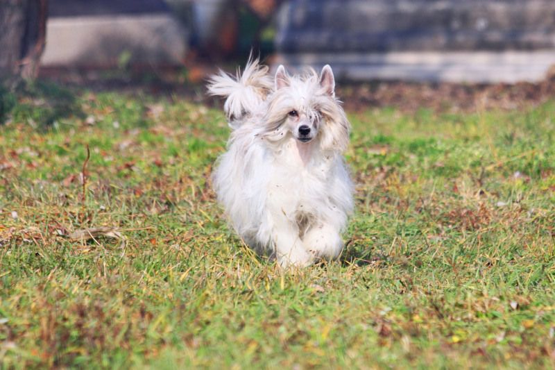 Ashantal Wonderful Fairy Tale