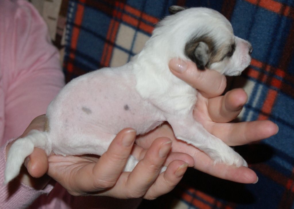 Polar Shane Effect boy