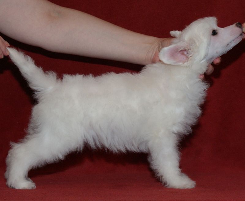 Polar Shane Evolusion