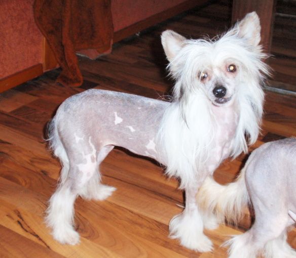 Kay Li-Li ze Shetlandu