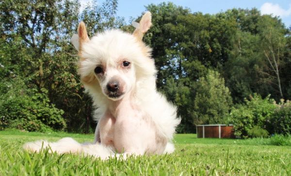 Kashibu ze Shetlandu