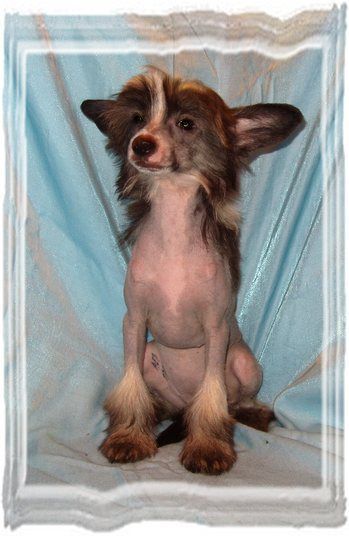 Perl Magic Helli Lucrezija