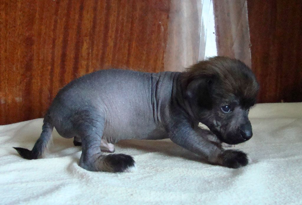 Kristal Yaniry   Oracle