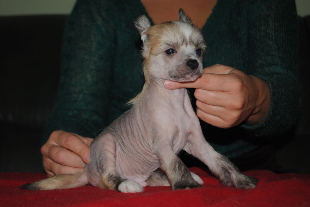 Jethro Z Lowickiego Ksiestwa