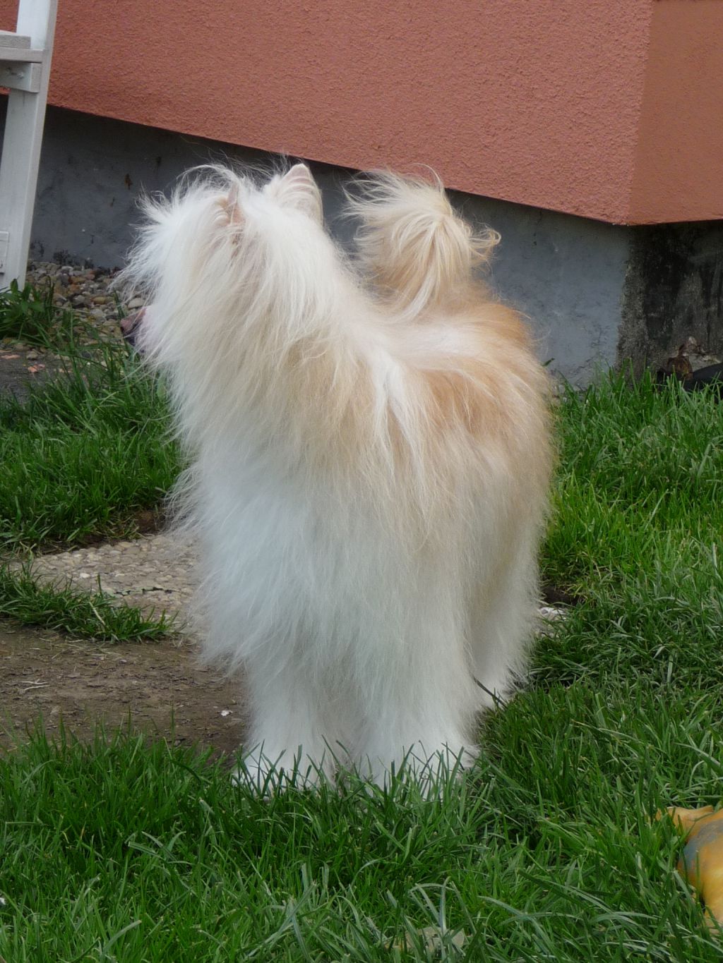 Dashing Rider Ada Mae