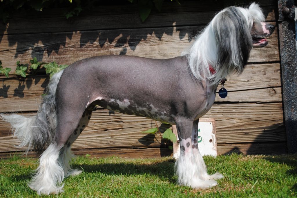 Little Miss Diva By Sigyns