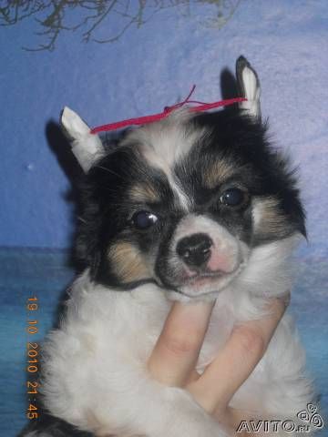 Hennessy Matusalim iz Pokoleniya Zvezd