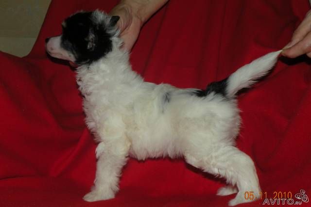 Glamorous Fairy Dezira