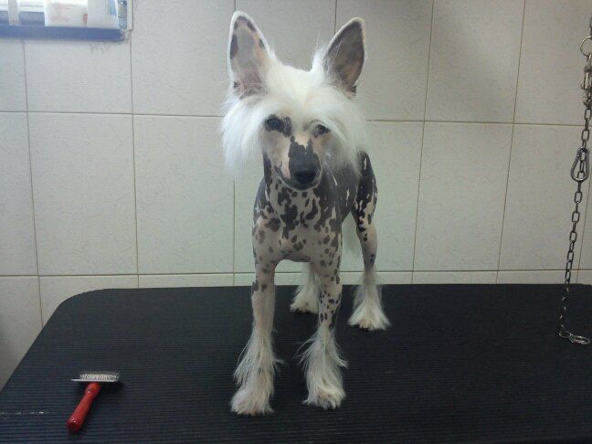 Achille Re Dei Mirmidoni