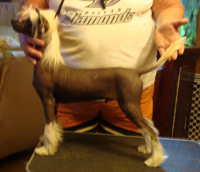 Liberty Hi-Life Stanley Steamer