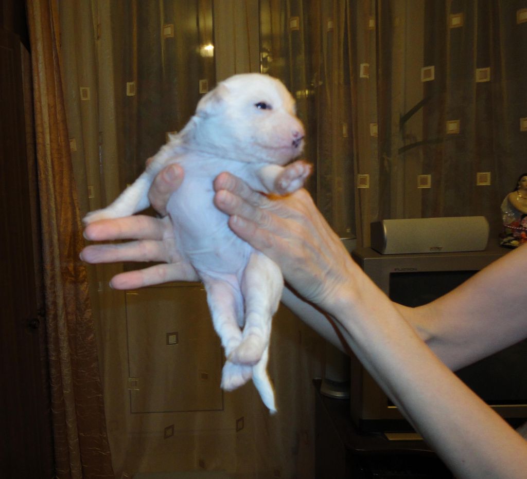 Zlato Dinastii Ingrid Star