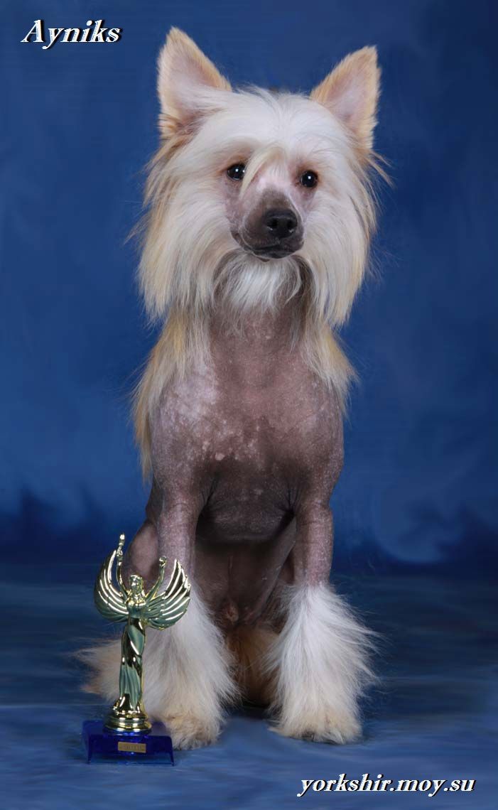 Sasquehanna (FCI) Mundial