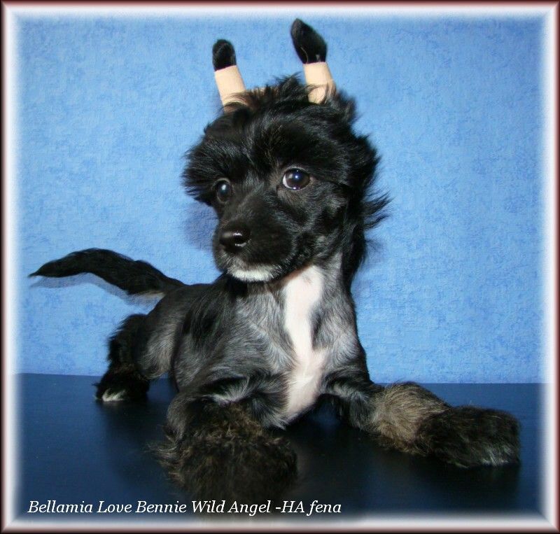 Bellamia Love Bennie Wild Angel