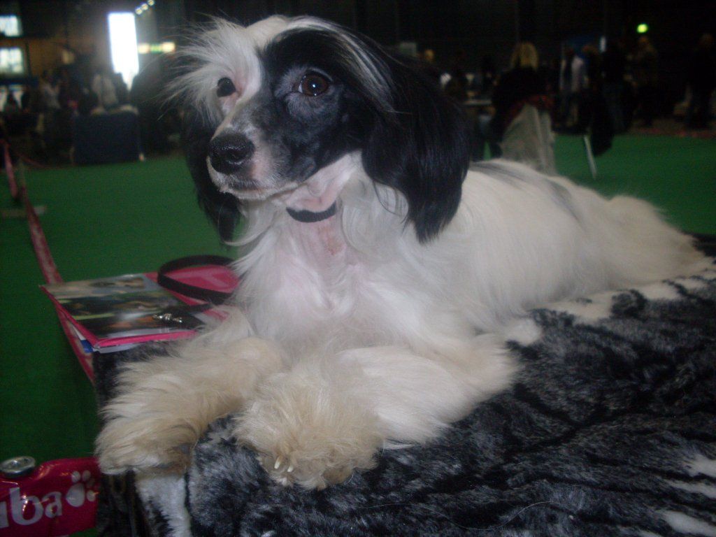 Angelica Bela Soncco Cua
