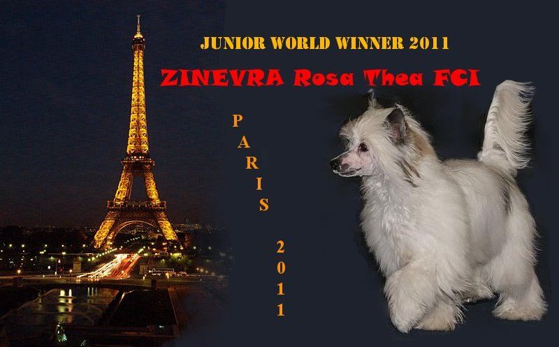 Zinevra Rosa Thea FCI