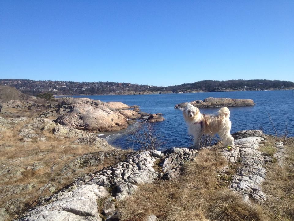 Absolute Souls Flaming Desire