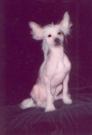 Sandaski Bozhestvennaya Favoritka