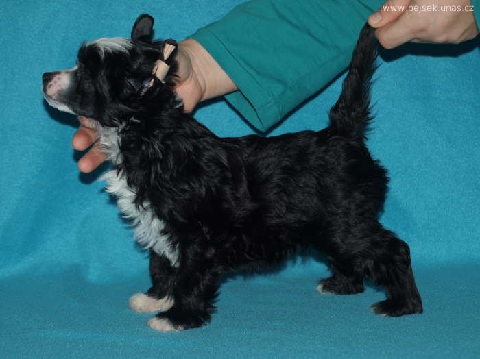 Victoria ze Zatopené chajdy