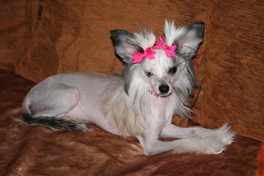 Taï Mandchou's Face et Si