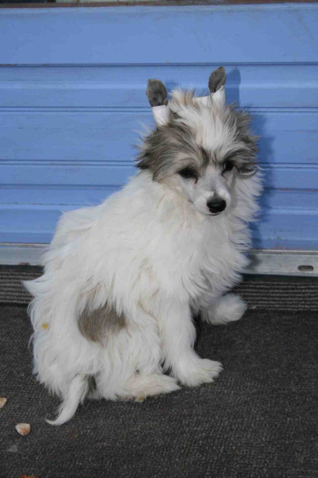 Taï Mandchou's French Fashion