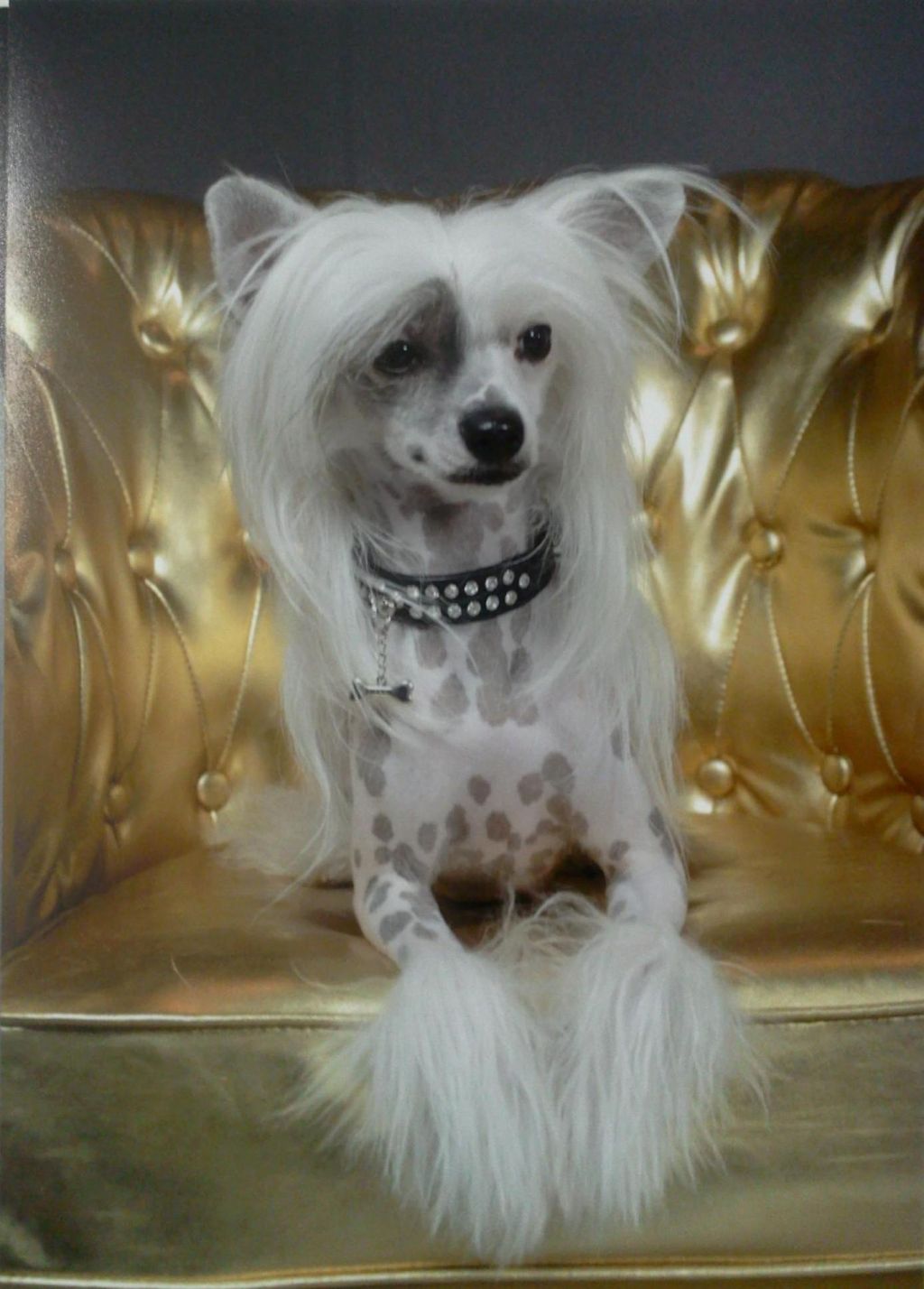 Taï Mandchou's French Touch