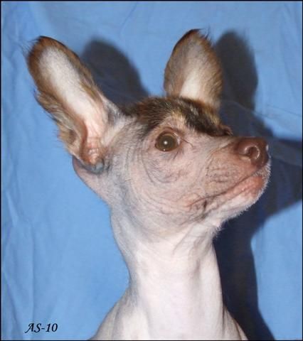 Bozo Gang's Double O Seven