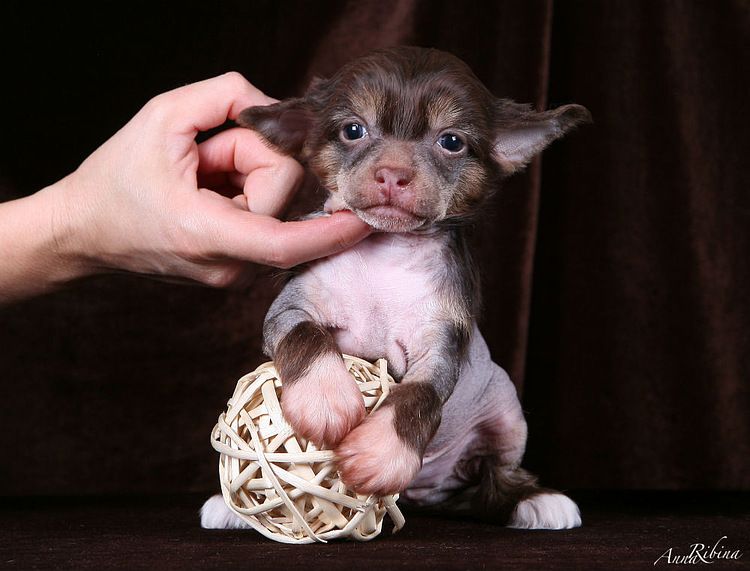 Dogland Happy Favourite