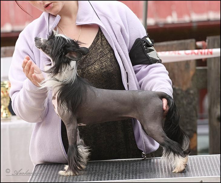 Wiviane ze Zatopené chajdy