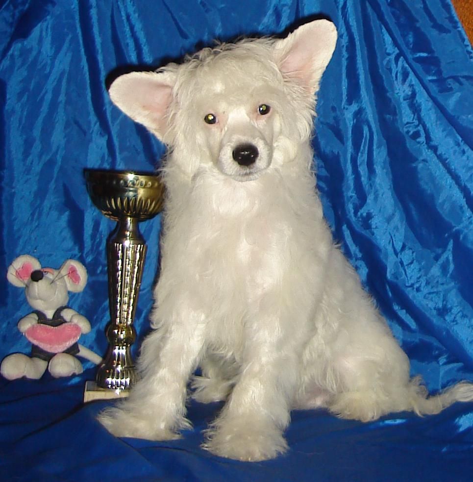 Naimuluna Line Narciss