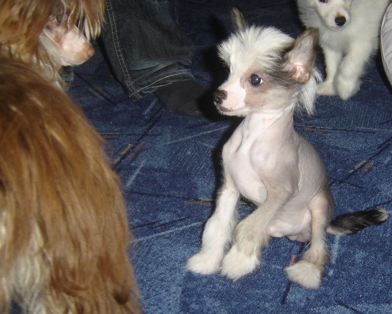 Cassius Jay Darydakles