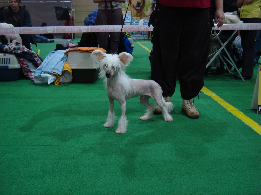 Fantastik Kashmir Agent 3