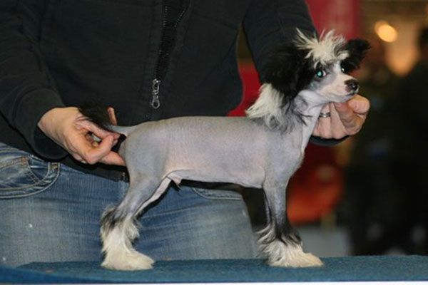 Fantastik Kashmir Jasmin