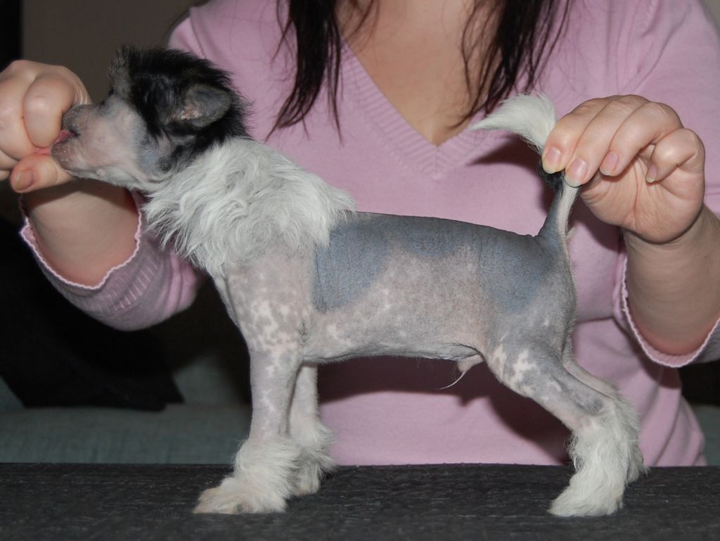 Fiabella's Fairy Dancer