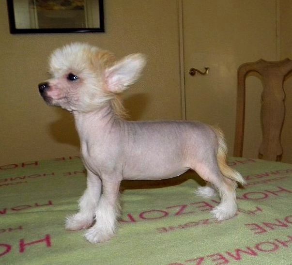 Be My Dog's Solar Music