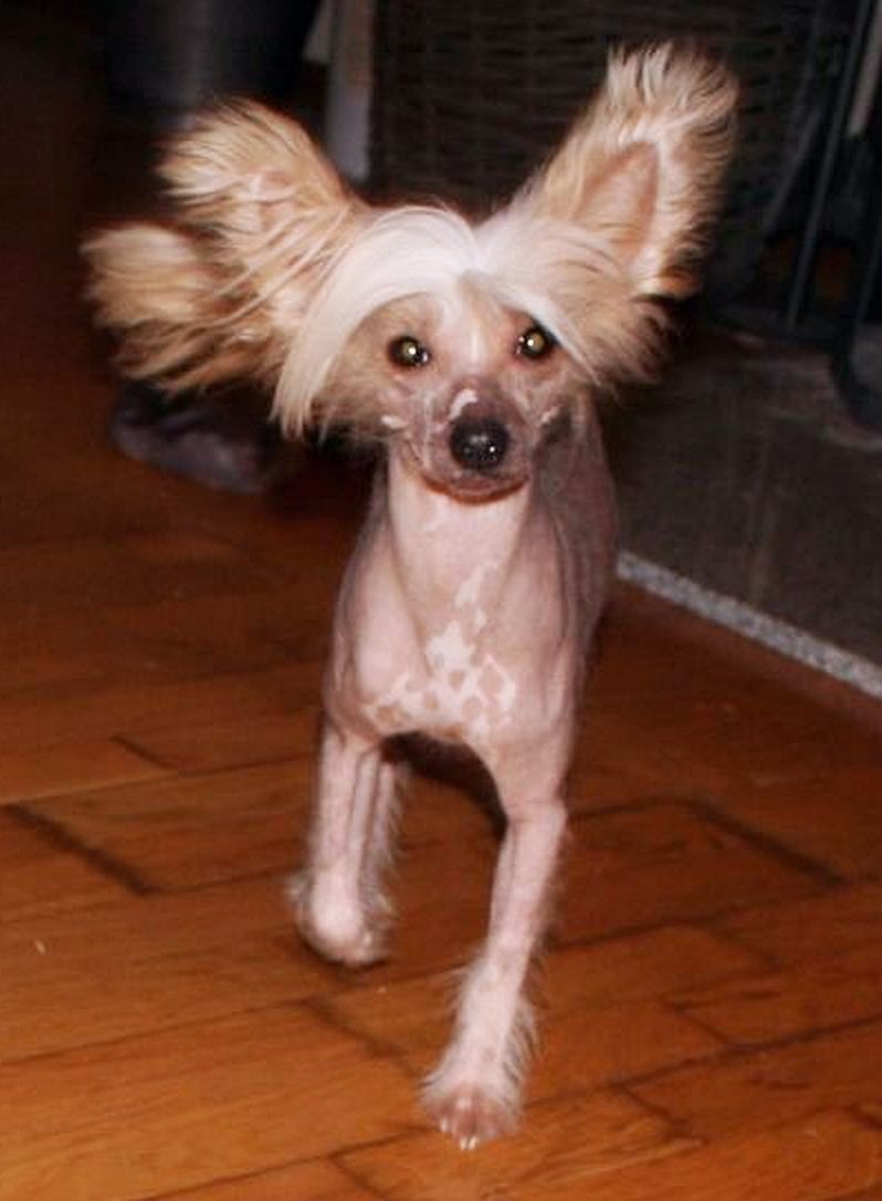 Be My Dog's Solid Gold