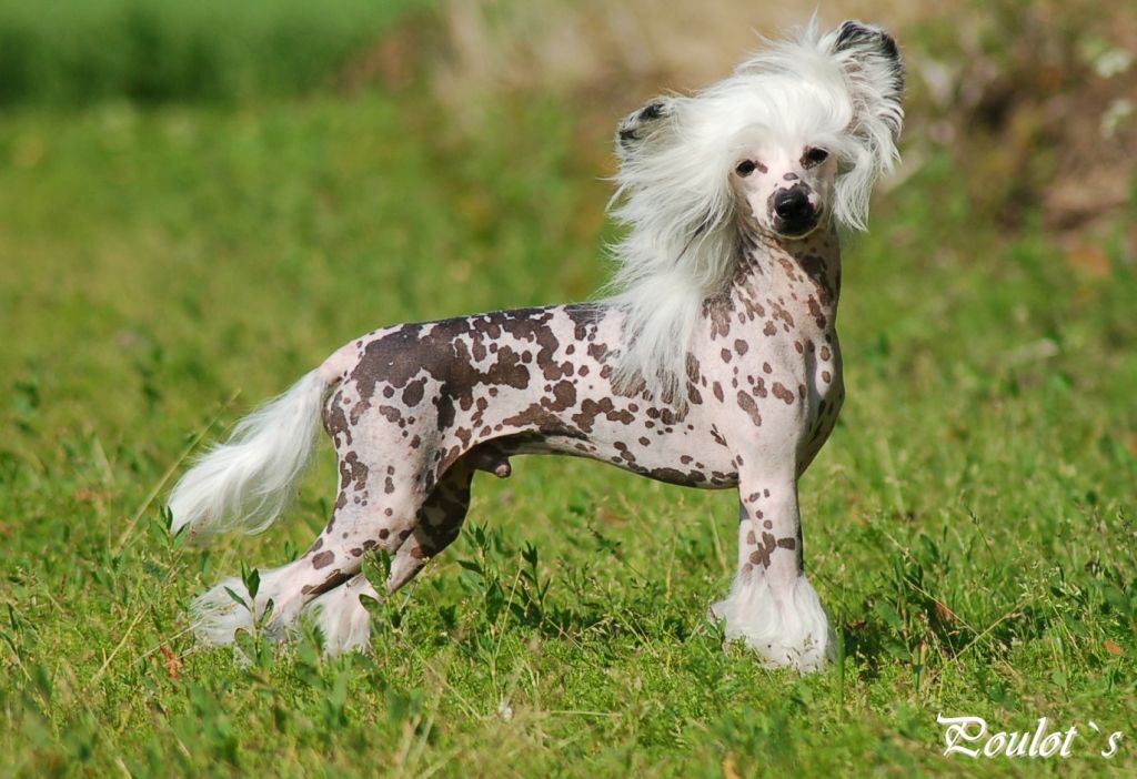 Poulot's Don't Give Up