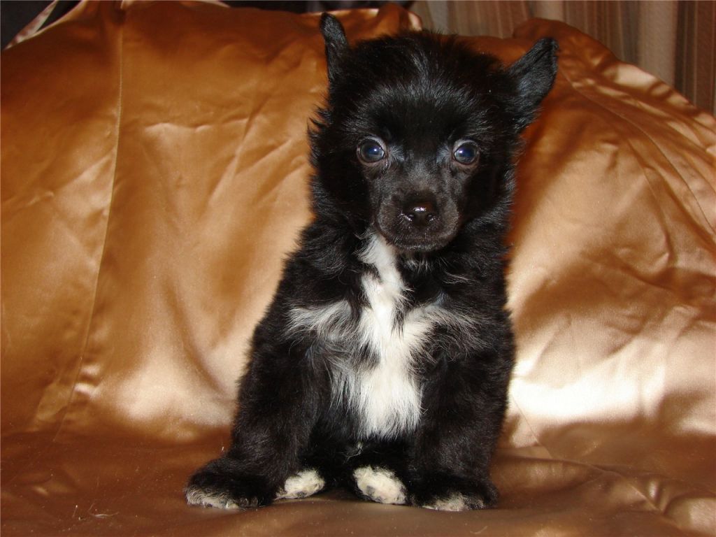 Orfey Blackberry East Sharm