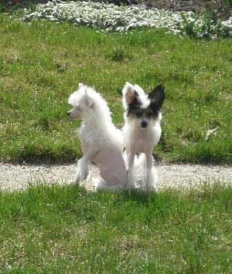 Uchenik Volshebhika Gregor