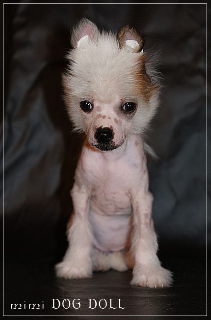 Mimi Dog Doll On The Wings Of Love