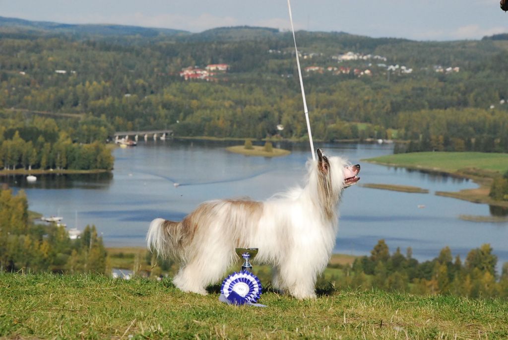 Hundred Acres Chewbacca