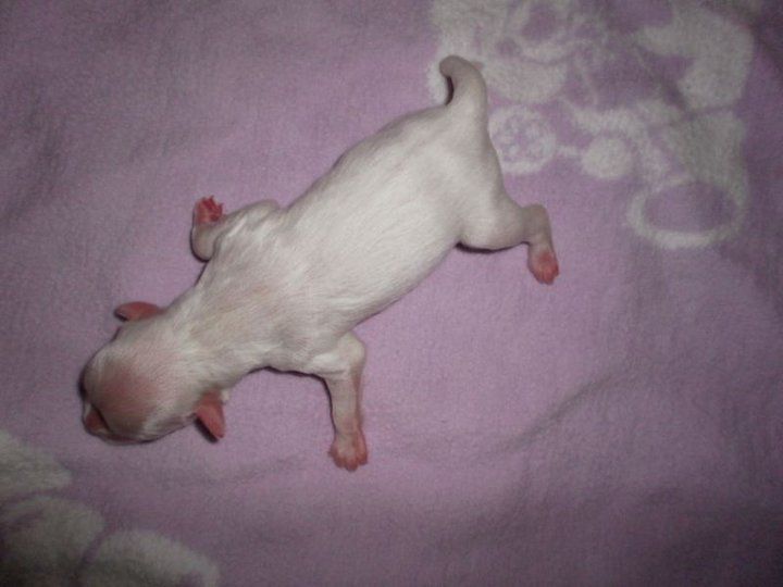 Hundred Acres Luke Skywalker